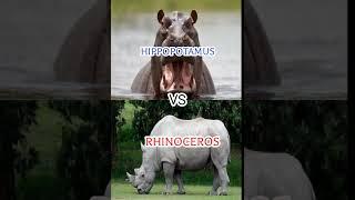 Hippopotamus V/S Rhino ||@beast comparison with Sam ||#shorts