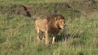 Buffaloes chasing lions