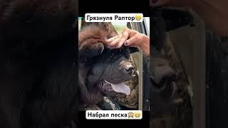 Грязнуля Раптор, весь в песке #чаучау #забавы