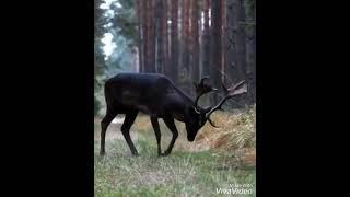 Очень полезное видео