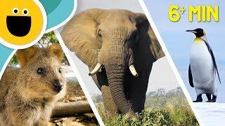 Wild Clips Animals Compilation | Animal Songs for Kids (Sesame Studios)