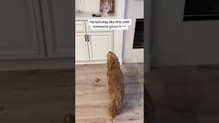 Anyone else’s dog like this
