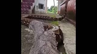 Snake takes off it's skin #shorts AnimalTube (애니멀튜브) - World  of animals (동물의 세계)