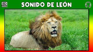 sound of lion