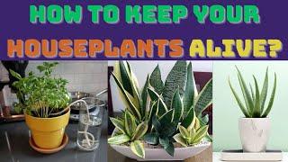 How To Keep Your Houseplants Alive? | Houseplants Care |