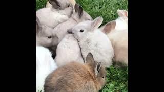 RABBIT | КРОЛИК КРЫЛЬЧАТКА | КУЁН БОЛАЛАРИ ТАМОША