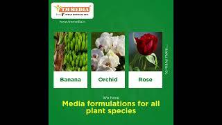 TM Media’s Advanced Plant Tissue Culture Media