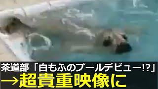 アザラシ幼稚園の白もふたち、初プールの様子がヤバすぎる