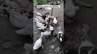 FEEDING DUCKS AND CHICKENS    #ducks #CHICKENS #feedingtime #shorts sfy #fypシ #viral