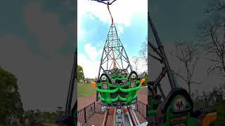 Tigris at Busch Gardens Tampa