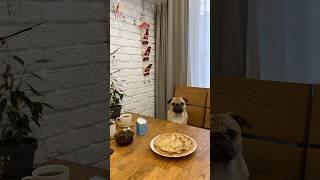 #готовимдома #мастеркласс #блины #рецепт  #жизньрыжегомопсаПашки #apricot #pugs #pug #мопсы #мопс