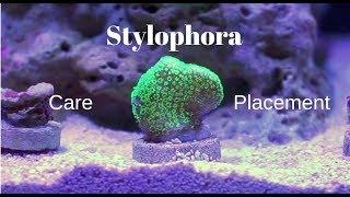 Stylophora SPS - Description, Care, and Placement