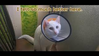 Life of a Neutered Cat(Kokoro's Journey) ~Life of a Cat