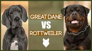 GREAT DANE VS ROTTWEILER