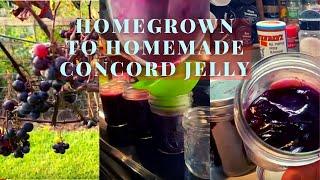 Homegrown Concord Grape | Concord Grape Jelly