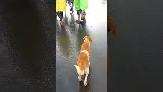 #viralvideo #trending  # journey