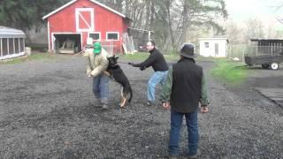 Schilling Law Dog's Training by Ken Schilling