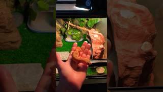 How To Handle Your Gecko!