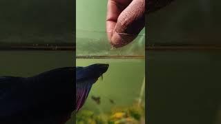 feeding beta fish #aqualife #betafish #aquarium #halfmoonbettafish #fish