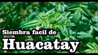 Huacatay (Tagetes minuta) Siembra en casa