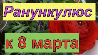 Ранункулюс. Выращивание к 8 марта.