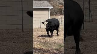 Simmental Bull.