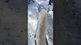 my life #белгород31 #subscribe #mylove #horse #mylife #белгород #shortsvideo