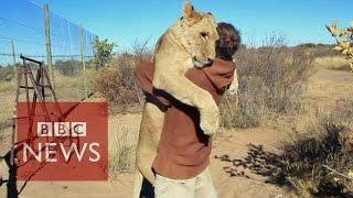 Lion hugger: This is how Sirga the lion greets her owner - BBC News