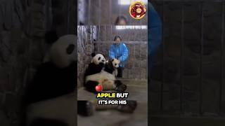 Why Did This Panda Trade Its Baby for an Apple? 