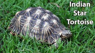 Indian Star Tortoise