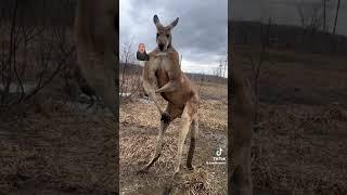 I don’t like kangaroos no more