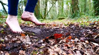 Rooted - Edwina Guckian