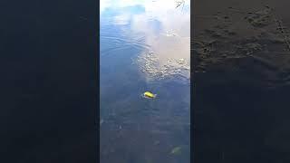 REVIEW : My Nr.- 1  Shallow Water pike lure ,  ,, SALMO HOT PIKE"