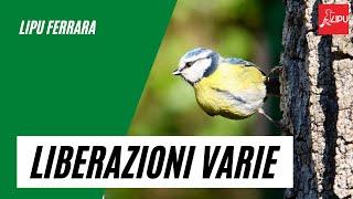 Lipu Ferrara - Liberazioni varie