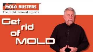 Mold Prevention Tips