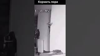 #Кормить пора#