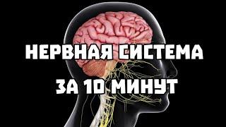 Нервная система за 10 минут