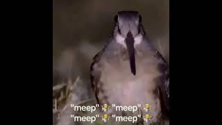 Meep meep meep #meme #duck #memes #прикол   #birds #angrybirds