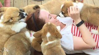 CORGI ATTACK: Girl Bombarded By Corgi Puppies | The Dodo