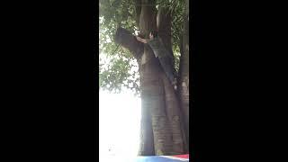 Tree climbing a funky tree V4 ish