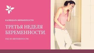 3 Неделя Беременности | Беременность по Неделям