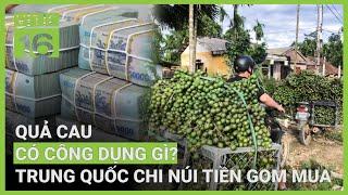 Quả cau công dụng bất ngờ, Trung Quốc chi núi tiền gom mua | VTC16