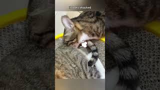 Have you ever seen a cat fart ?#cat #funny  #cats #for #foryou #fyp #foryoupage #funnyvideo #cute