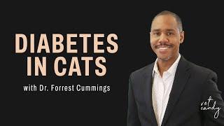 Everything You Need to Know About Diabetes Mellitus in Cats – Dr. Cummings Reveals It All!