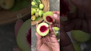 Homegrown Peach #bogori #peach #homegrown #assam #shorts