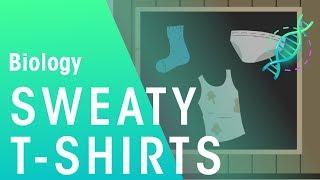 Sweaty T-shirts | Evolution | Biology | FuseSchool