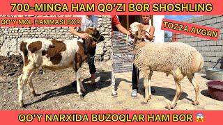 700 MINGA HAM QO’ZI BOR AVGAN QOYLAR VA HUNAJINLAR KELDI