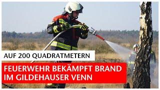 Auf einer Fläche von 200 Quadratmetern: Feuerwehr bekämpft Brand im Gildehauser Venn | GN-Online