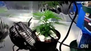 Dumb 101: YouTube videos lead to pot bust