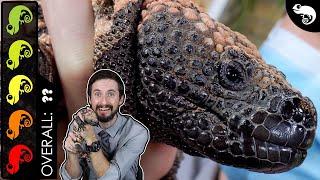 Gila Monster, The Best Pet Lizard?